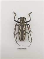 藏品(牛島氏大天牛)的圖片